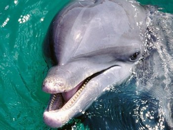 dophin