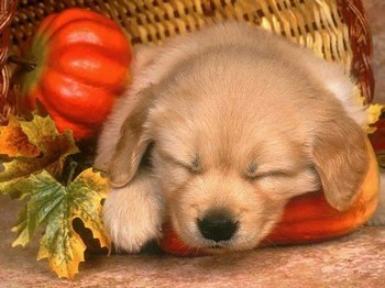 mon chien