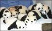 peluches